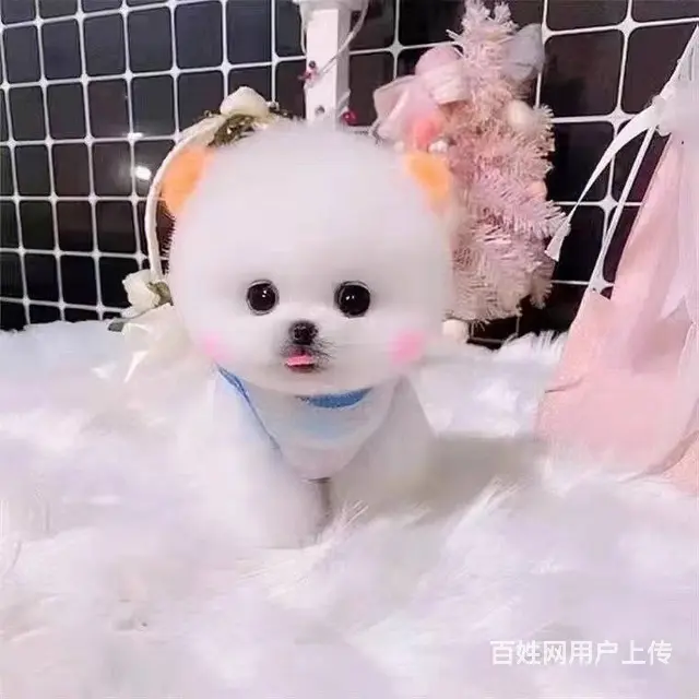 沈阳哪里有卖迷你体博美 俊介博美幼犬价格 - 图片 1