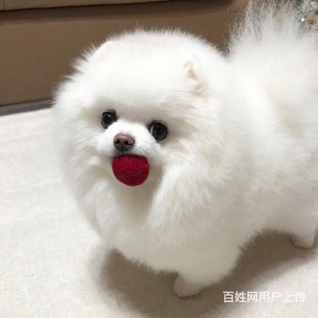 辽阳哪有比熊犬舍繁殖_稍微好点得比熊多少钱 - 图片 5