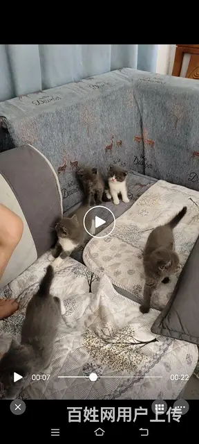 英短蓝猫 - 图片 6