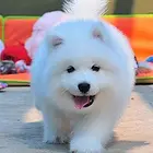 秦皇岛【萨摩耶犬舍】地址 萨摩耶一般价位