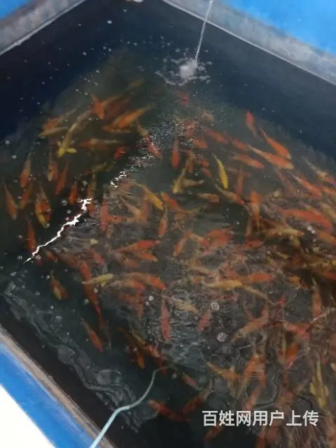 苏州永乐锦鲤大量出售锦鲤鱼 - 图片 8
