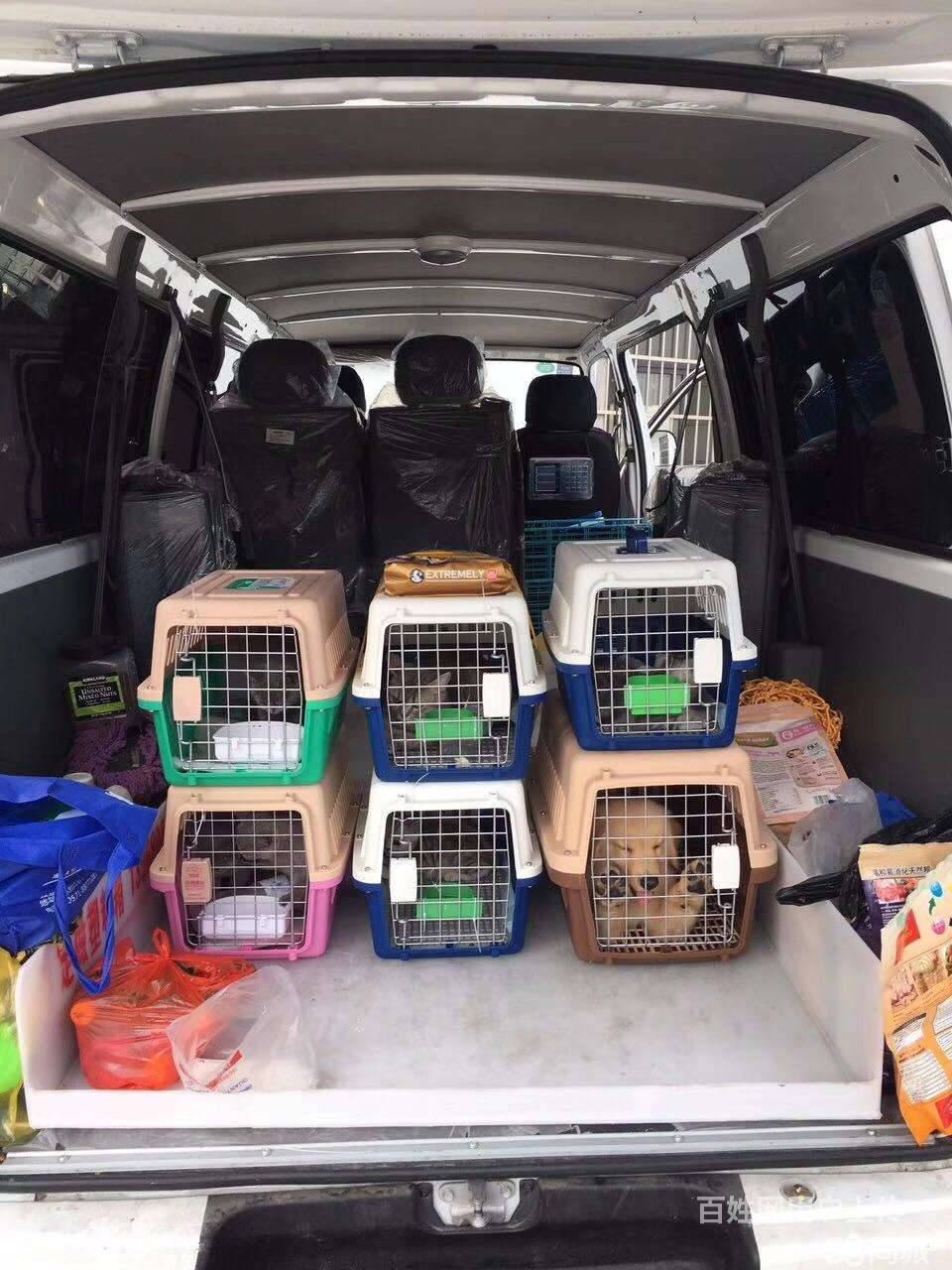 上海附近宠物托运办理 上海附近宠物托运中心