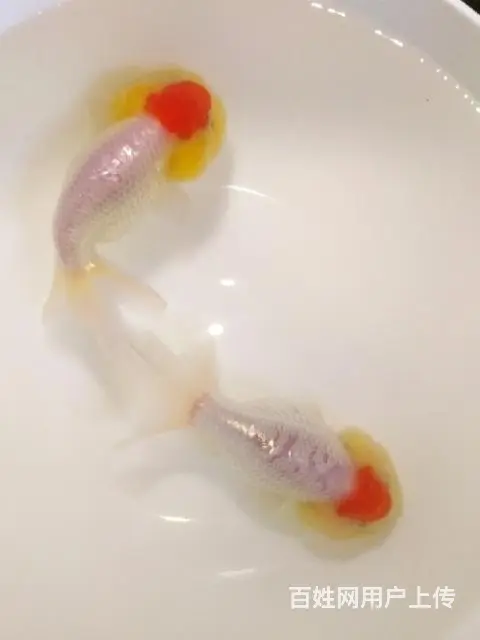 打包正顶红顶虎一对 - 图片 7