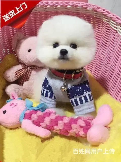 纯种赛级博美幼犬、包健康现场检测、不纯全额退款 - 图片 1