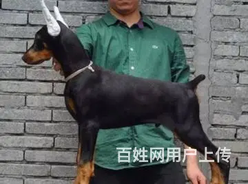 杜宾犬价格_德系杜宾_杜宾犬多少钱_杜宾犬图片 - 图片 3