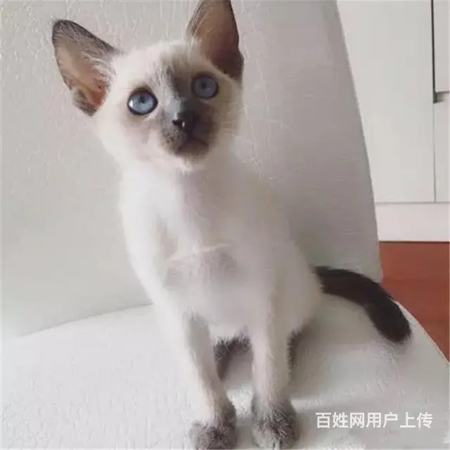 张掖纯血暹罗猫幼猫放心购买 - 图片 1