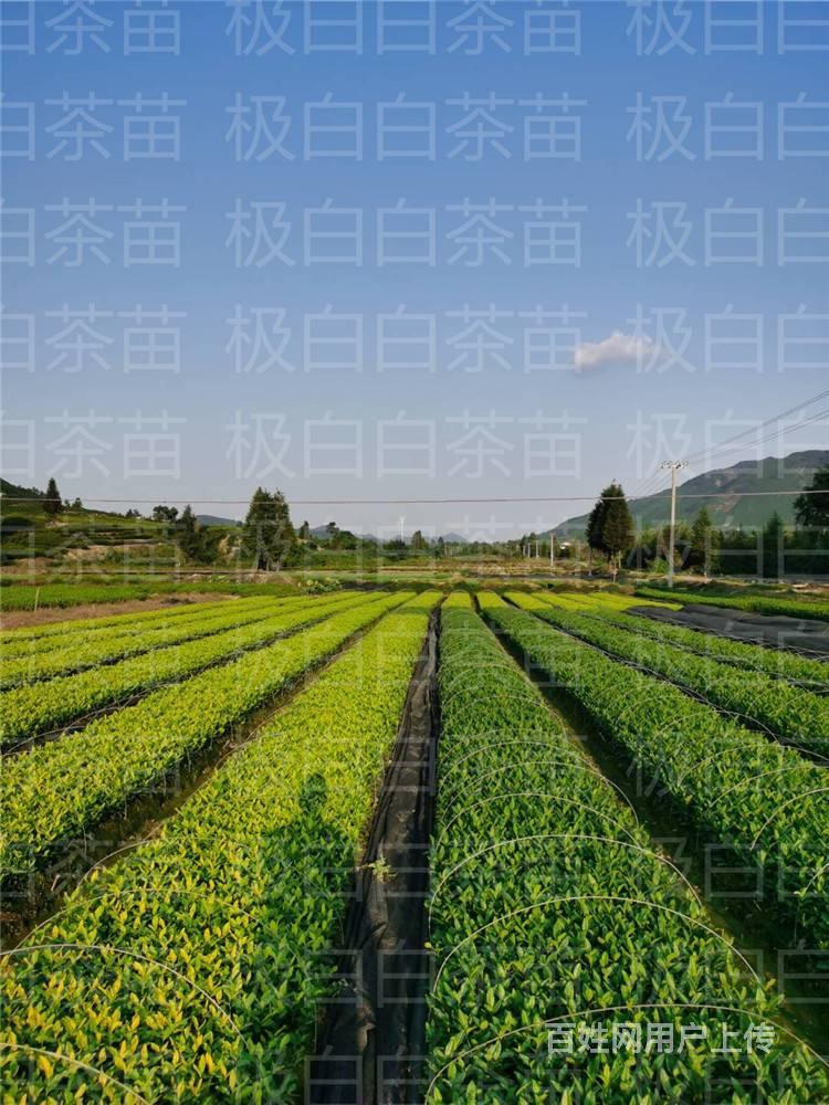 极白白茶苗 中白一号 品种纯正 小戴白茶出品