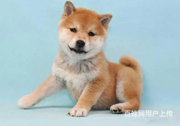 赛级柴犬，CKU认证品质，专业信誉服务 - 图片 1