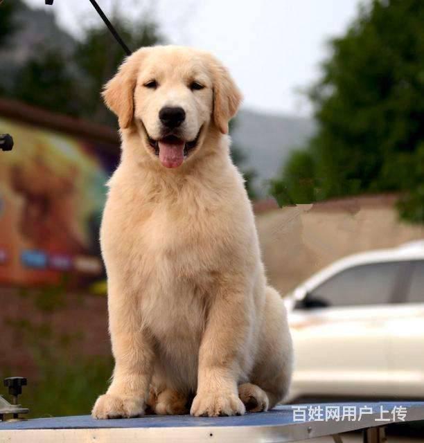 纯种金毛价格 金毛图片 金毛犬多少钱 专业繁育的图片