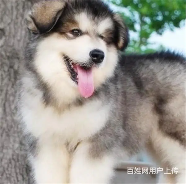 长春阿拉斯加哪里买 阿拉斯加在什么地方购买 - 图片 2