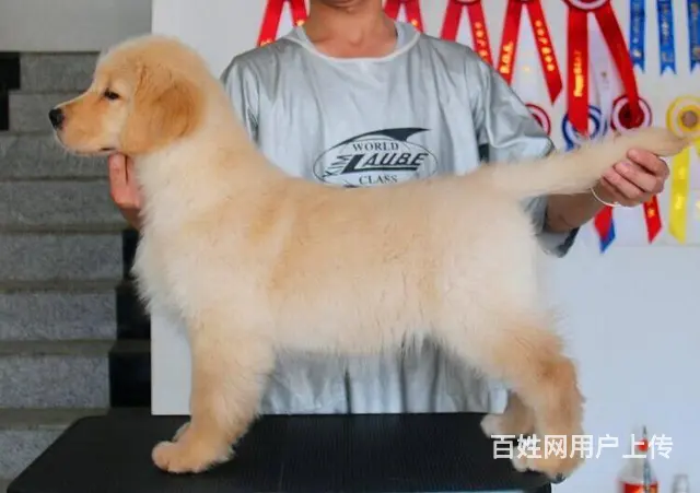 纯种金毛 黄金猎犬 金毛巡回猎犬 签署协议 - 图片 2