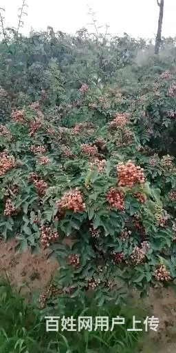 韩城大红袍花椒苗基地，陕西哪里有出售卖无刺黄盖花椒苗批发 - 图片 5