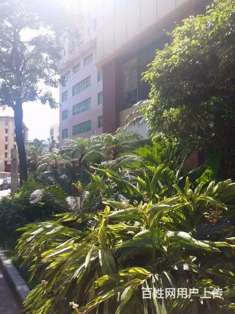 思北 大西洋海景城 天虹 一房独卫带阳台 采光好通风银行中心 - 图片 7