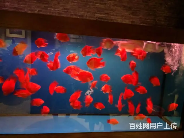 {苏州鱼乐天地水族}专业鱼缸清洗鱼缸养护，上门服务 - 图片 7