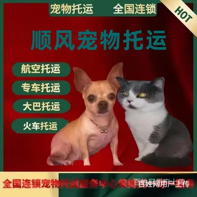 2022固原（猫狗）快递托运（宠物活体运输新*闻） - 图片 2