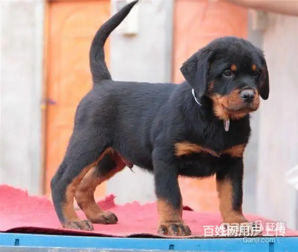 纯种罗威纳幼犬出售 大头肉嘴罗威纳 罗威纳价格 - 图片 5
