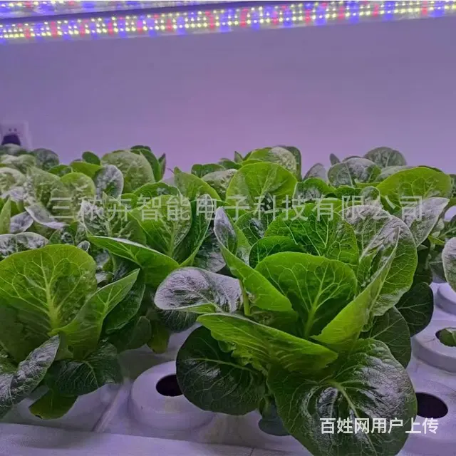 LED植物生长灯 - 图片 2