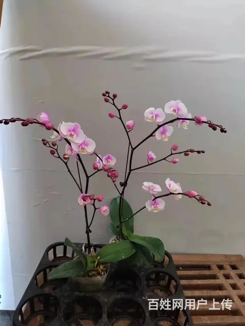 云南昆明美旗花卉基地批发鲜花满天星玫瑰向日葵各种草 - 图片 2