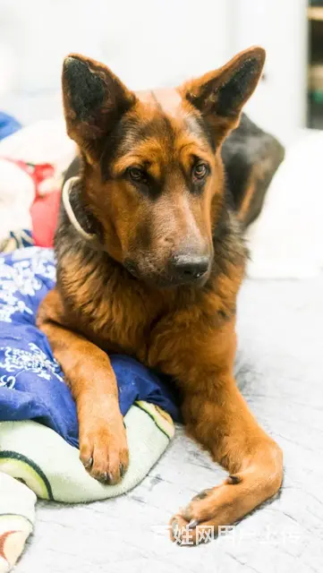 【搞定了！】免费领养德国黑背牧羊犬驱虫洗澡犬五联全 - 图片 5