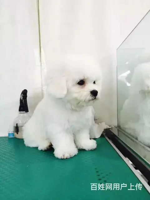 天门比熊犬舍位置 本地比熊犬舍地址在哪儿 - 图片 5