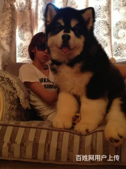 出售巨型阿拉斯加雪橇犬 终身售后质保 - 图片 6