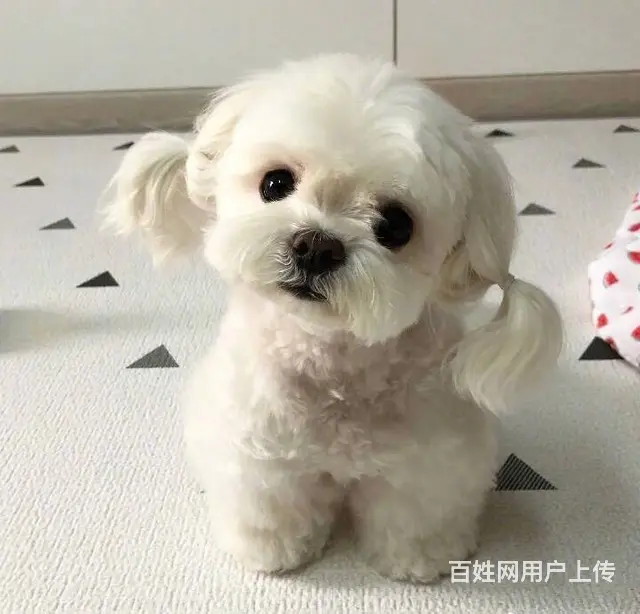 广州纯种马尔济斯犬价格 狗舍直销 包纯种健康签协议 - 图片 8