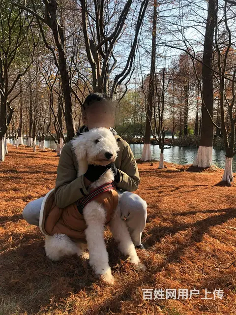 【搞定了！】免费领养巨贵驱虫洗澡犬五联狂犬全已绝育可送狗上门 - 图片 5