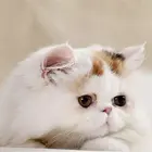 哪里有纯白棉花糖系列波斯猫卖的 波斯猫多少钱