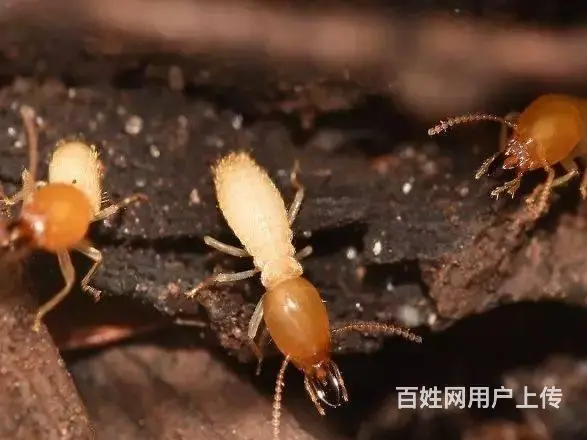 广州上门灭白蚁、清除白蚁窝、防止白蚁筑巢 - 图片 1