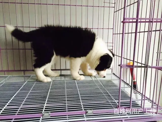 辽阳优质边牧如何挑选，优质边牧多少钱一个 - 图片 2