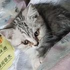 寻爱猫人士