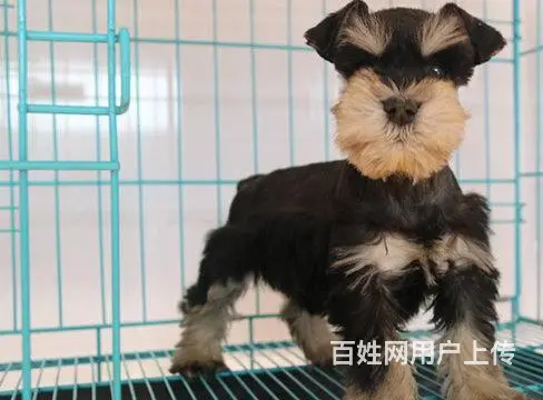 纯种雪纳瑞梗犬,家养雪纳瑞犬，雪纳瑞多少钱 - 图片 4