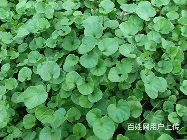 马蹄金草籽目前简介 - 图片 2