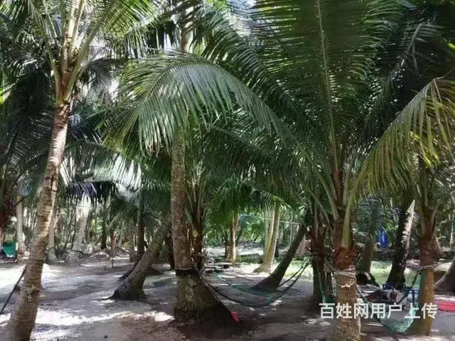 （51旺铺推荐）文昌东郊镇1000平观海民宿出租 - 图片 5