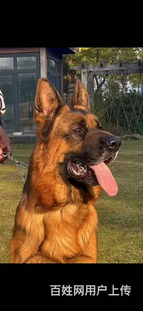 出售赛季德牧小犬 - 图片 3