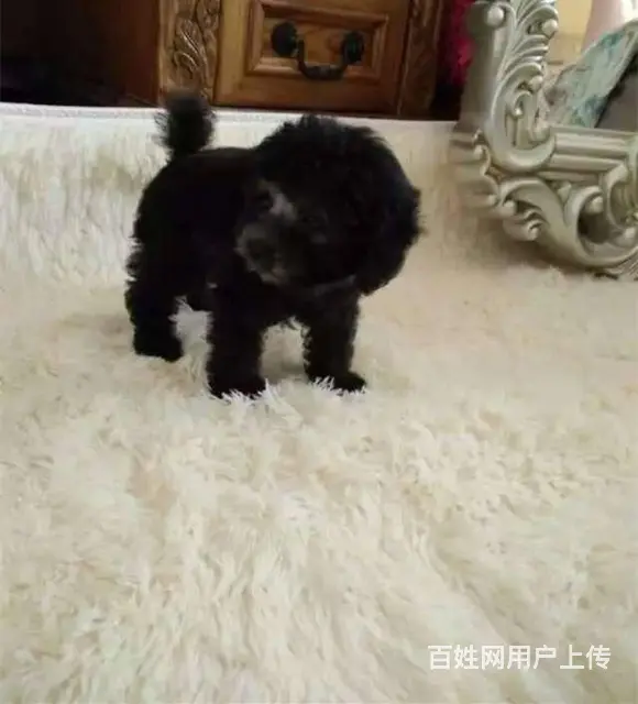 专业繁殖出售纯种 泰迪熊 玩具型 茶杯型 颜色齐全 - 图片 3