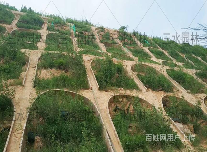 江西赣州骨架边坡通常都是撒播什么草籽种子