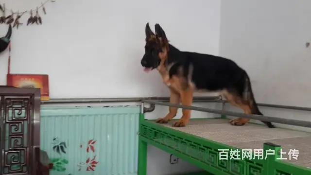 锤系德牧幼犬基地 多只极品幼犬 疫苗驱虫均已做完 - 图片 2