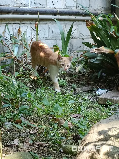 橘猫找领养 - 图片 1