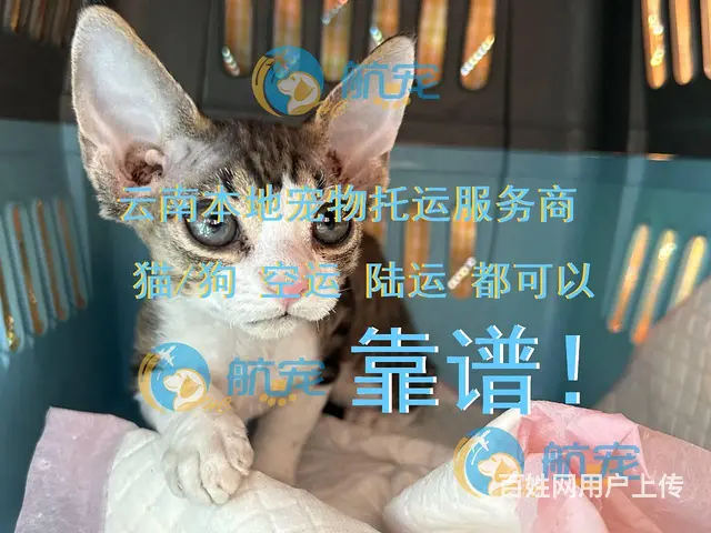 云南昭通 不是中介 飞机火车汽车宠物托运全国 - 图片 1