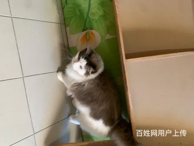 出售自家养的小猫 - 图片 1