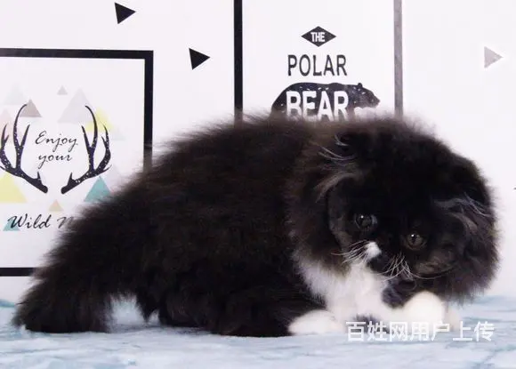 哪里有纯白棉花糖系列波斯猫卖的 波斯猫多少钱 - 图片 7