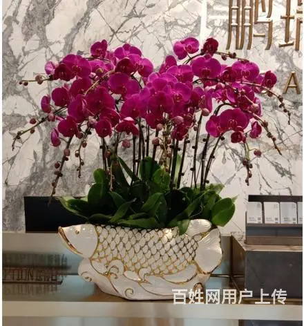 开业花篮鲜花绿植出租租赁绿萝发财树金钱树出租蝴蝶兰 - 图片 1