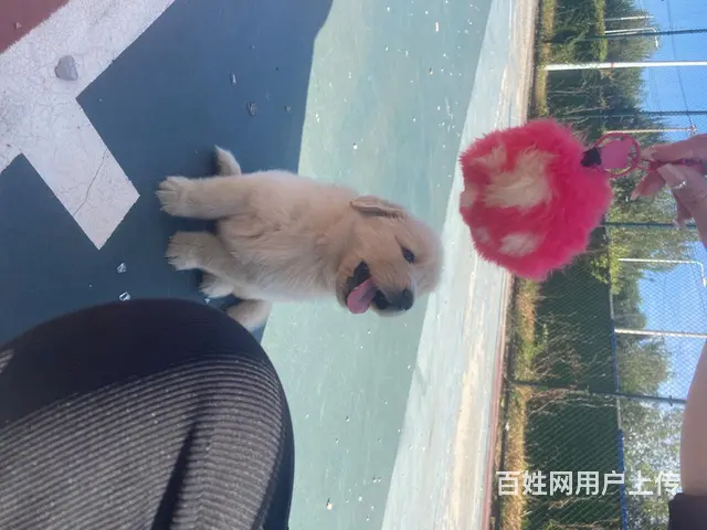血统金毛 - 图片 8