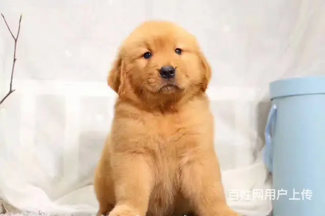 纯种金毛出售 疫苗驱虫齐全带证书 品质健康有保障僭 - 图片 5