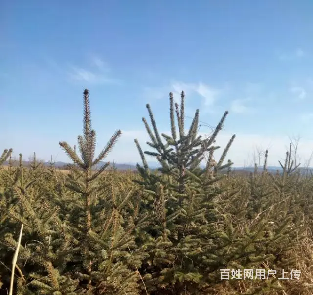 青天云杉1m~2m   想要的请尽快联系~ - 图片 5