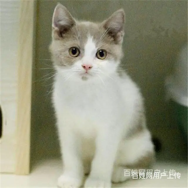 常州纯种蓝白幼猫价格 - 图片 5