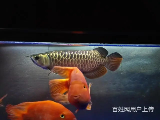 专业清理大型鱼缸，零售鱼食鱼药，鱼缸，各类观赏鱼 - 图片 10
