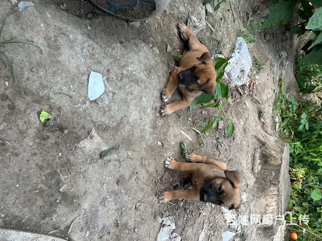 打电话 马犬 - 图片 7