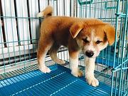 太原【十年老店】常年繁殖优质血统秋田幼犬